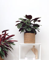 Product afbeelding 2