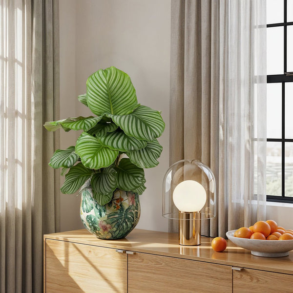 Calathea Orbifolia - 60cm kopen bij Green Bubble