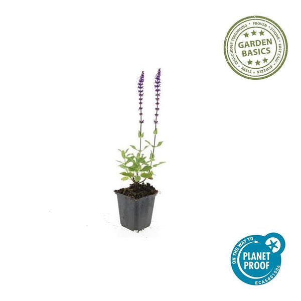 Salvia Nemorosa 'Caradonna' - 20cm kopen bij Green Bubble