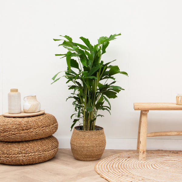 Caryota Mitis - 120 cm kopen bij Green Bubble