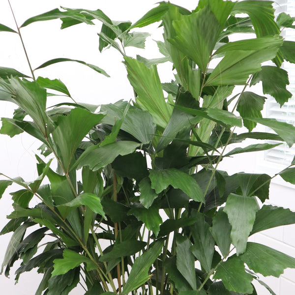 Caryota Mitis - 250cm kopen bij Green Bubble