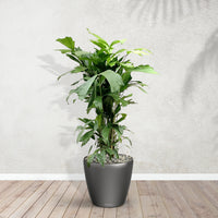 Caryota Mitis mit Topf Joy M - 110cm