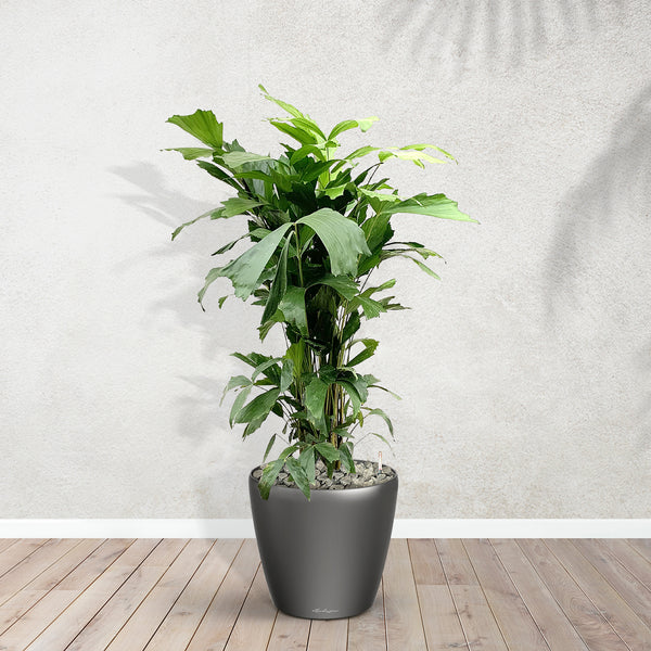 Caryota Mitis inklusive Joy M - 120cm kopen bij Green Bubble
