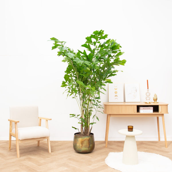 Caryota Mitis - 200cm kopen bij Green Bubble