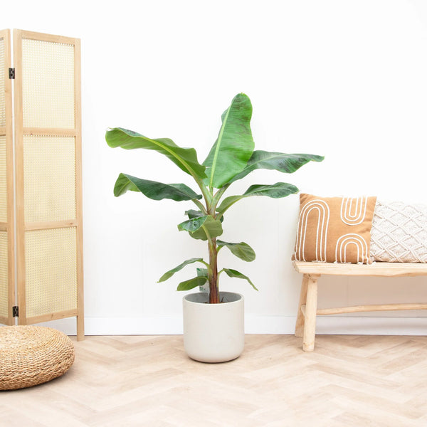Bananenplant - 110cm kopen bij Green Bubble