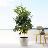 Product afbeelding 4