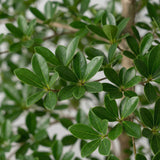 Künstliche Bucida - 200cm