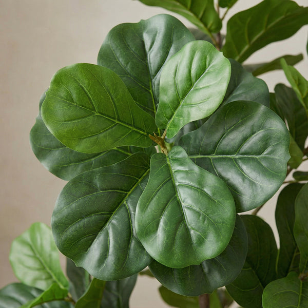 Kunst Ficus lyrata vertakt - 150cm kopen bij Green Bubble