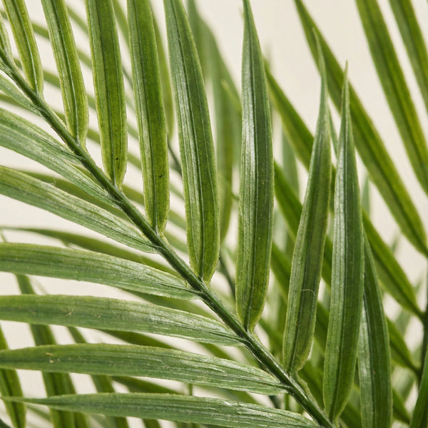 Kunst Kentia palm - 65cm kopen bij Green Bubble