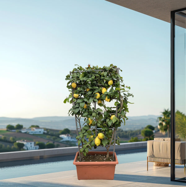 Citrus Lemon op rek - 160cm kopen bij Green Bubble
