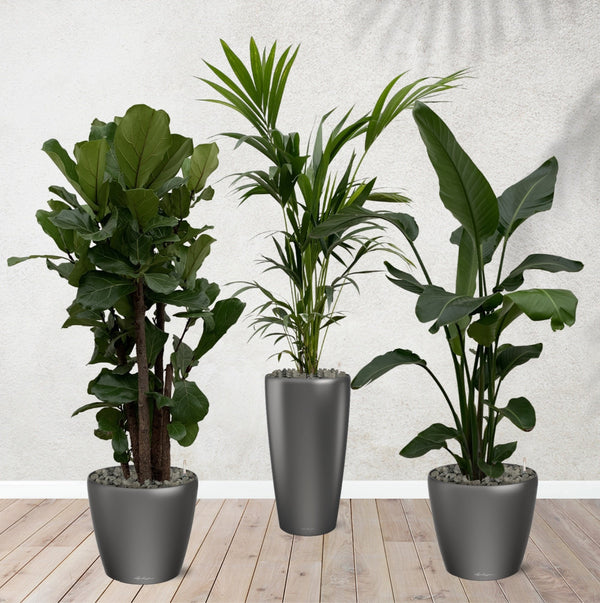 Kombi-Angebot - Ficus Lyrata verzweigt 180 cm - Kentia-Palme 170 cm - Strelitzia Nicolai 170 cm inklusive selbstbewässernde-Töpfe kopen bij Green Bubble