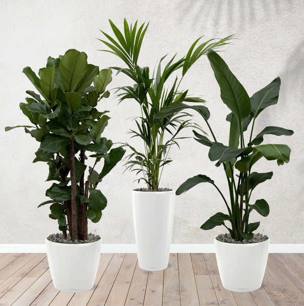 Kombi-Angebot - Ficus Lyrata verzweigt 180 cm - Kentia-Palme 170 cm - Strelitzia Nicolai 170 cm inklusive selbstbewässernde-Töpfe kopen bij Green Bubble