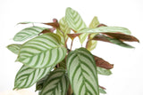 Product afbeelding 2