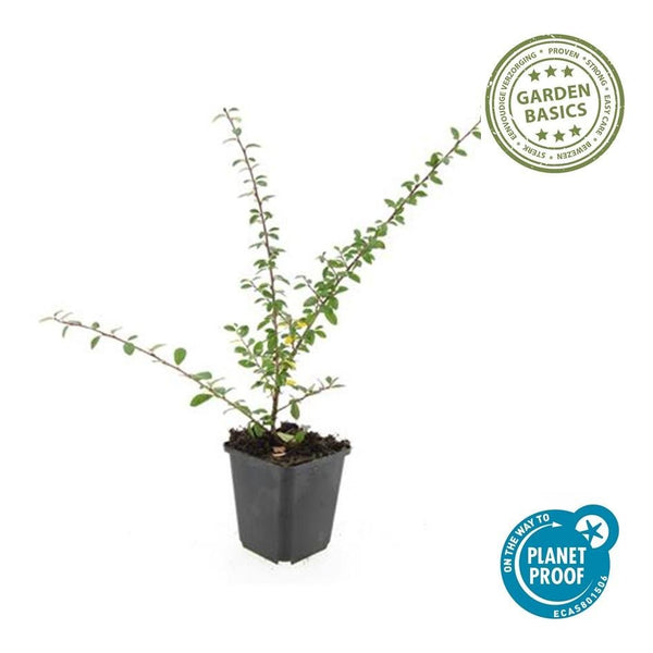 Cotoneaster Suecicus 'Coral Beauty' - 20 cm kopen bij Green Bubble