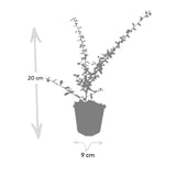 Product afbeelding 5