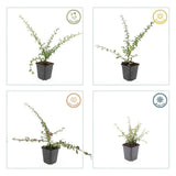 Product afbeelding 6