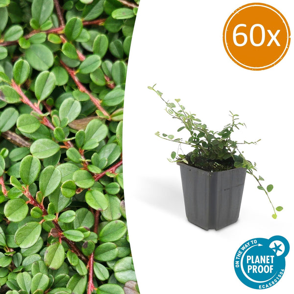 Cotoneaster pro 'Streib's Findling' - 20cm kopen bij Green Bubble