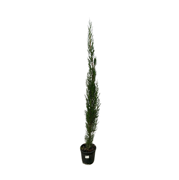 Cupressus piramide - 160cm kopen bij Green Bubble