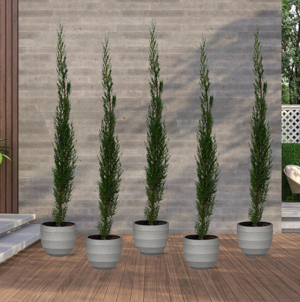 5x Tótem Cupressus Leylandii - 160cm kopen bij Green Bubble