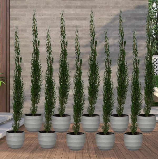 10x Tótem Leylandii - 160cm kopen bij Green Bubble