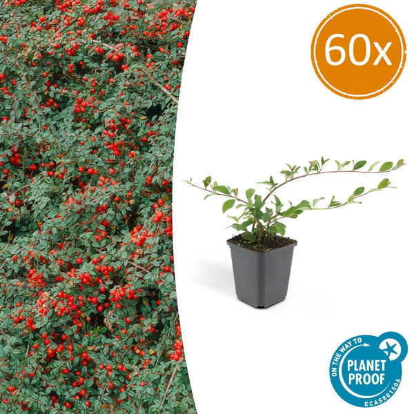Cotoneaster Dammeri - 20cm kopen bij Green Bubble