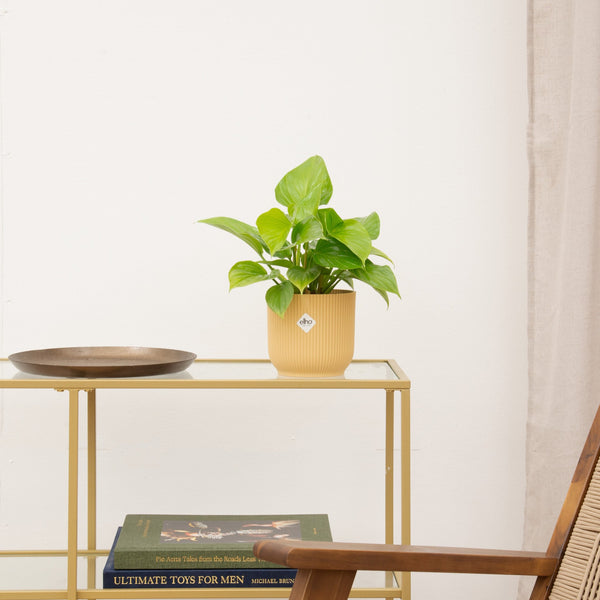 Homalomena Citron Lime - 30 cm kopen bij Green Bubble