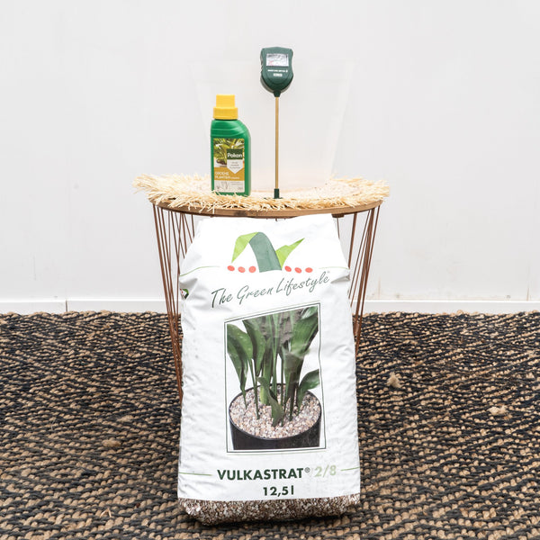 Paquet d'arrangement des plantes kopen bij Green Bubble