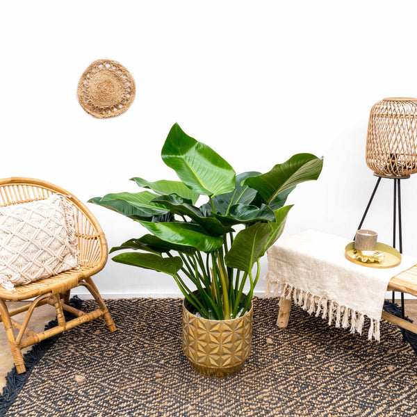 Philodendron Green Beauty - 100cm kopen bij Green Bubble