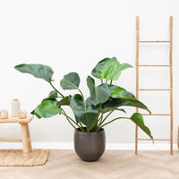 Filodendro Belleza Verde - 60cm