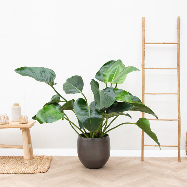 Philodendron Green Beauty - 100cm kopen bij Green Bubble
