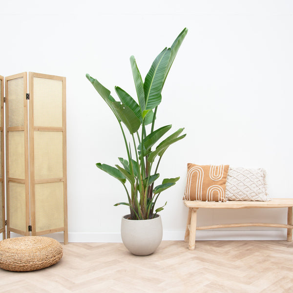 Strelitzia Augusta multi trunk XXL - 250cm kopen bij Green Bubble