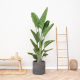 Product afbeelding 1