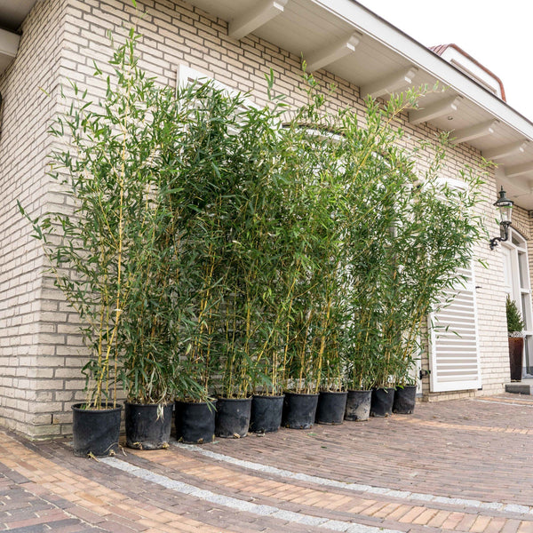 10x Fargesia bamboe - 220cm kopen bij Green Bubble