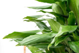 Product afbeelding 2