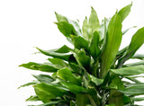 Product afbeelding 5
