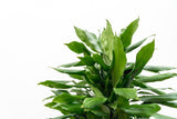 Product afbeelding 6