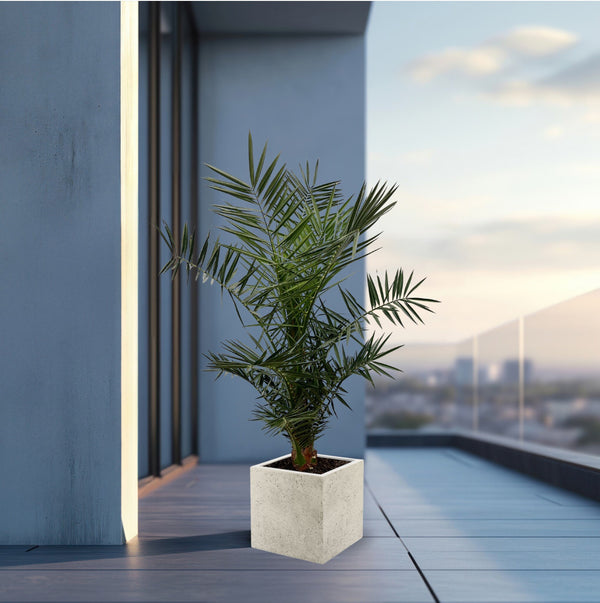 Phoenix Canariensis - 140cm kopen bij Green Bubble
