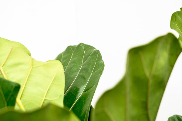 Ficus Lyrata vertakt - 120cm kopen bij Green Bubble