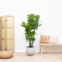 Ficus Lyrata ramificado - 200cm