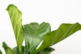 Product afbeelding 3