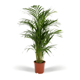 Product afbeelding 2