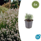 Product afbeelding 1