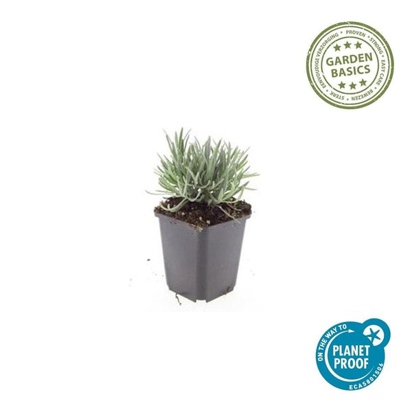 Lavandula Intermedia 'Edelweiss' - 20cm kopen bij Green Bubble