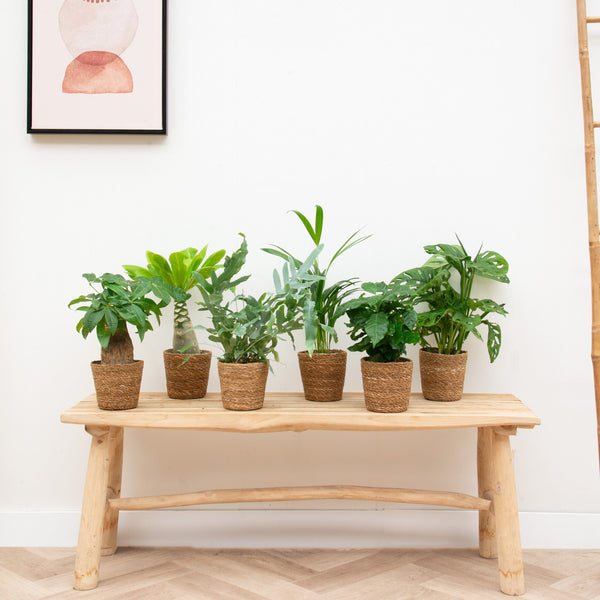 Studio plant package including baskets kopen bij Green Bubble