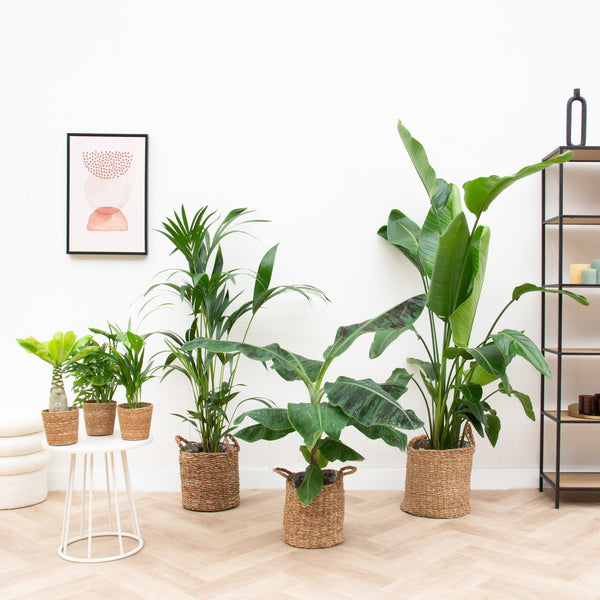Single-family house plant package including baskets kopen bij Green Bubble