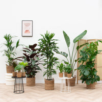 Paquet de plantes pour maison individuelle, y compris les paniers