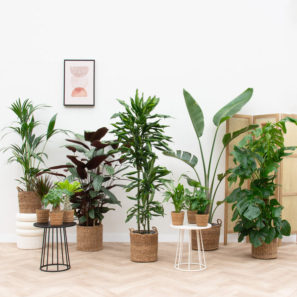 Detached house plant pack including baskets kopen bij Green Bubble