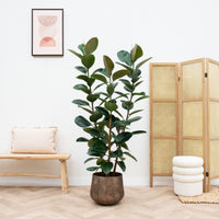 Ficus Elastica Robusta busk - 210 cm