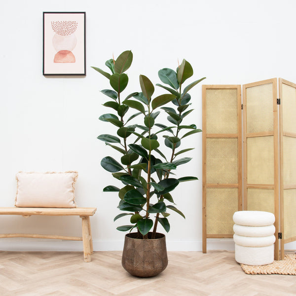 Ficus Elastica Robusta arbusto - 210 cm kopen bij Green Bubble