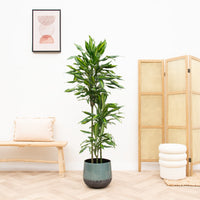 Dracaena Cintho - 150cm